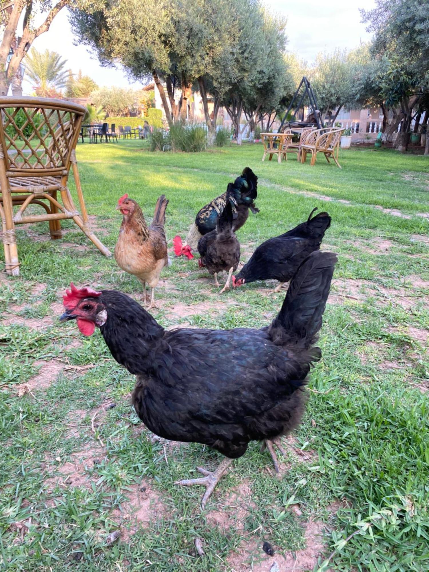 Villa Ayche Tameslouht Esterno foto